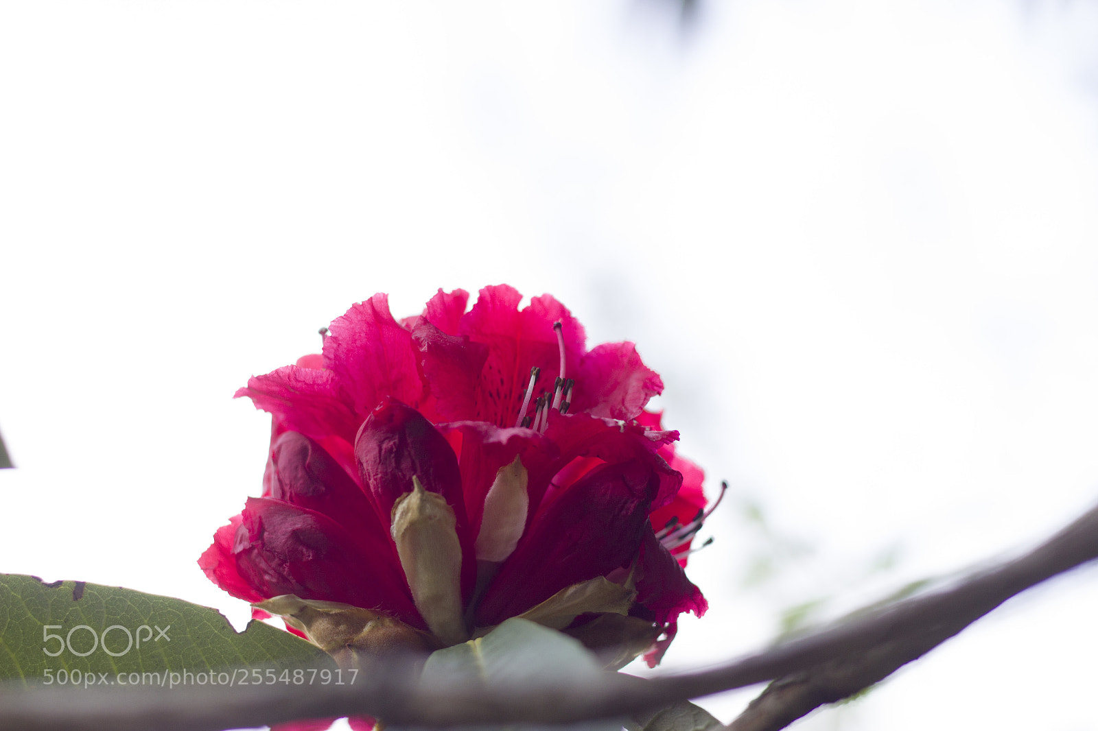 Canon EOS 600D (Rebel EOS T3i / EOS Kiss X5) sample photo. Rhododendron flower photography