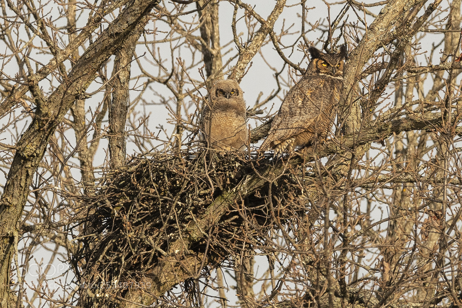 Nikon D850 sample photo. Great horned owl nest photography