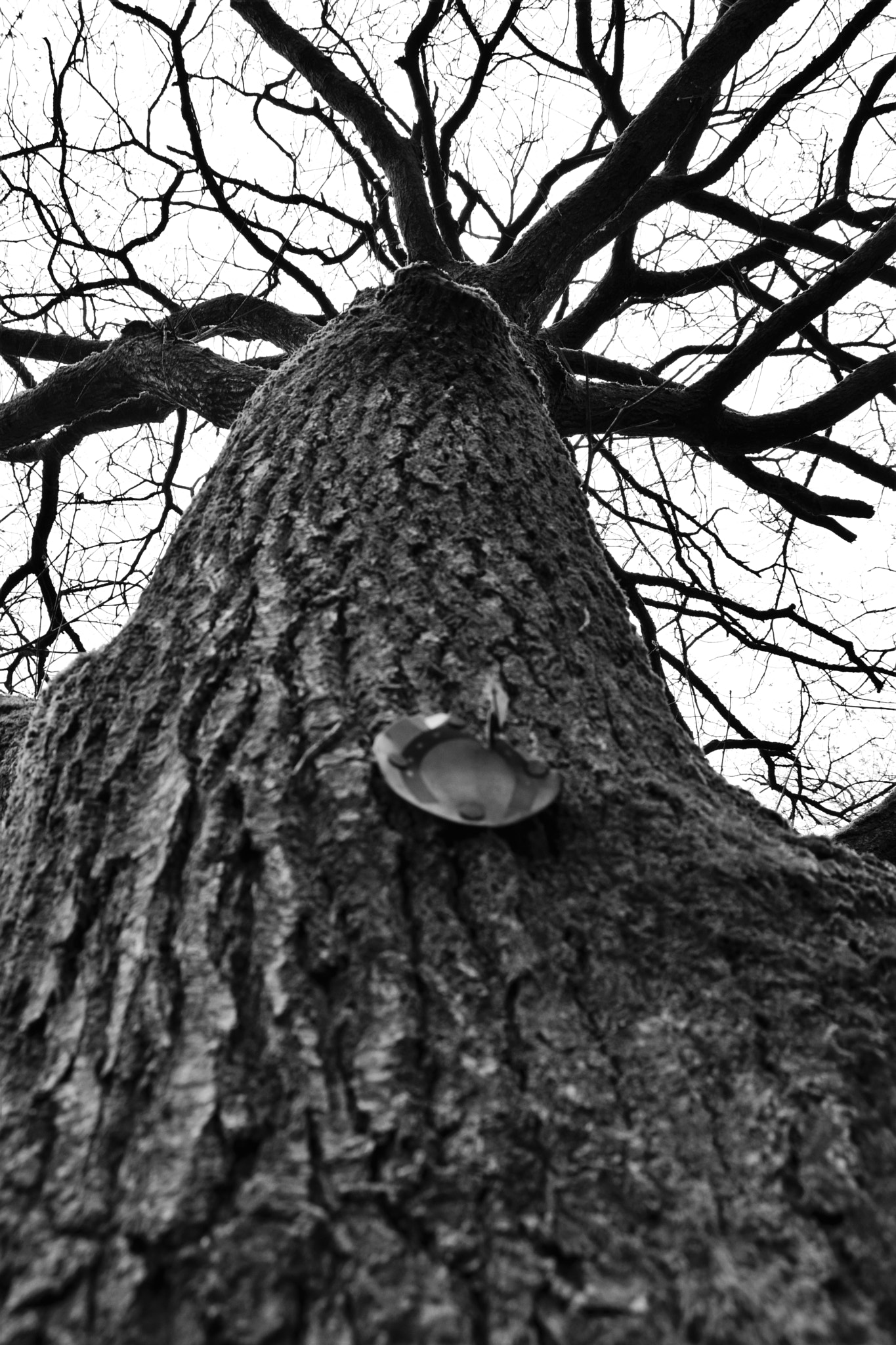 Nikon D3300 sample photo. Horse's tree photography