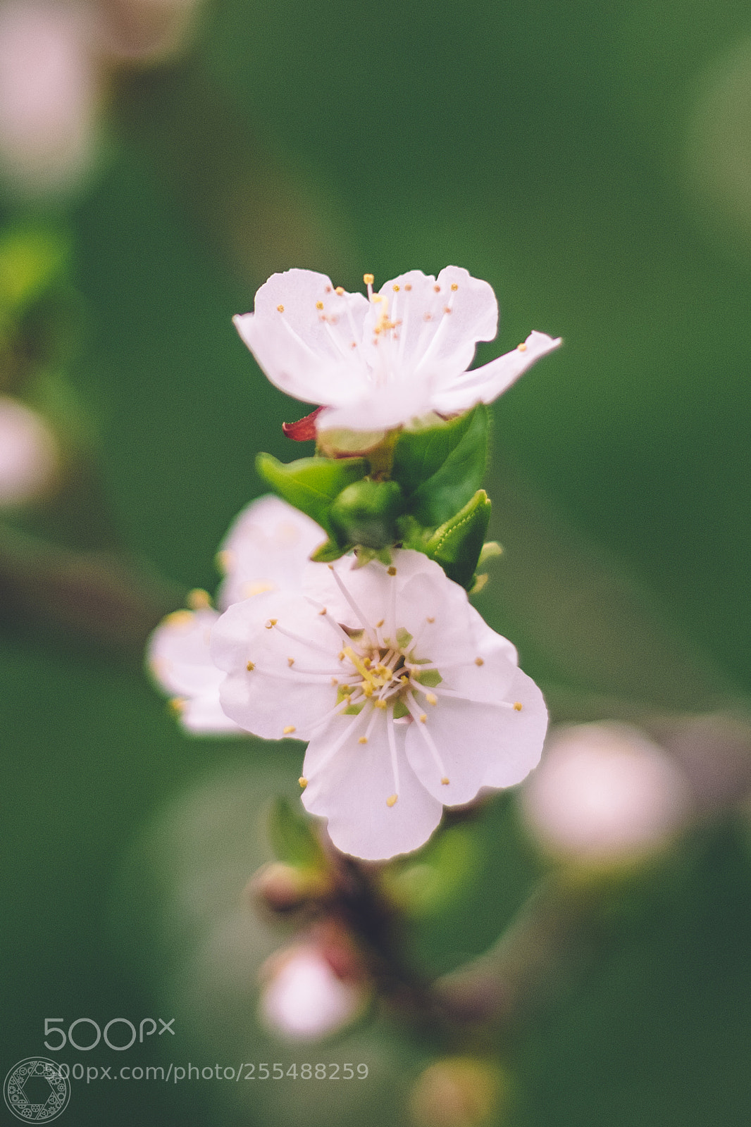 Nikon D7100 sample photo. Spring tenderness photography