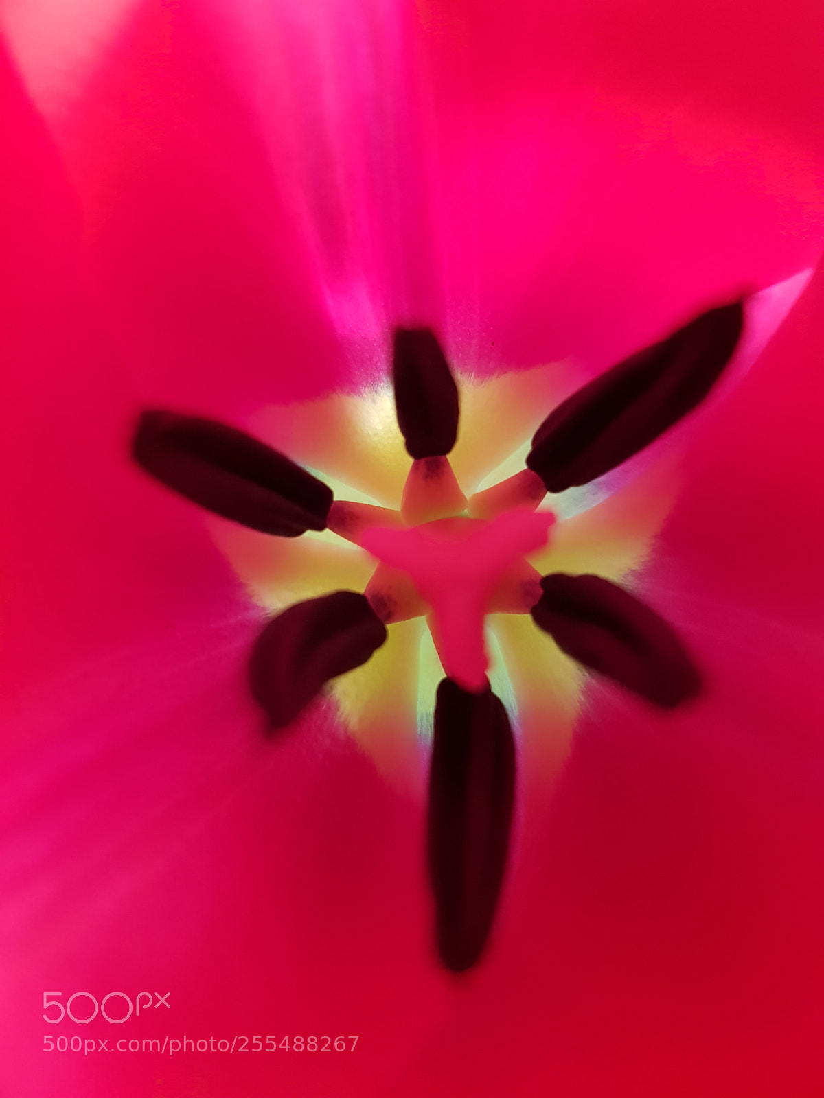 Samsung Galaxy S8+ sample photo. ? tulip ? photography