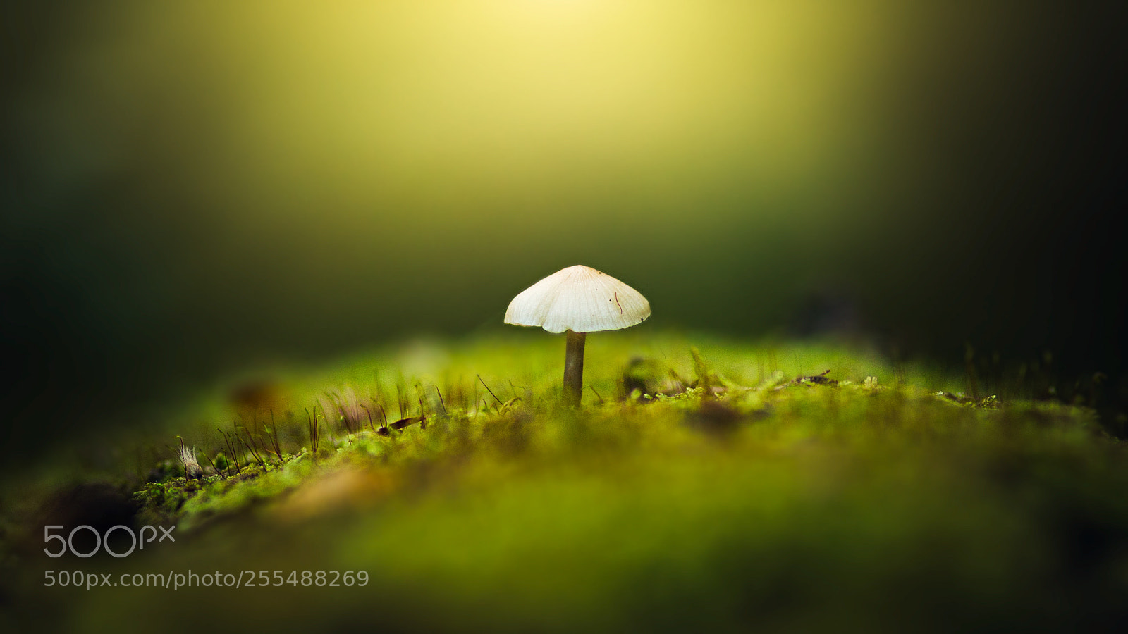 Canon EOS 6D sample photo. Small mushroom photography