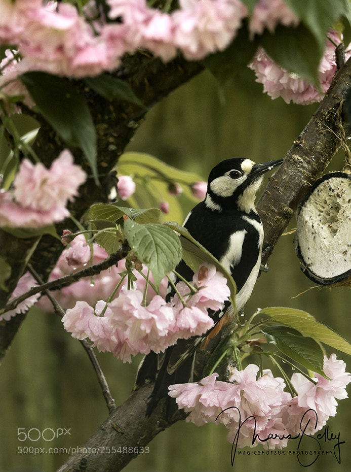 Olympus OM-D E-M1 Mark II sample photo. Beautiful woodpecker photography