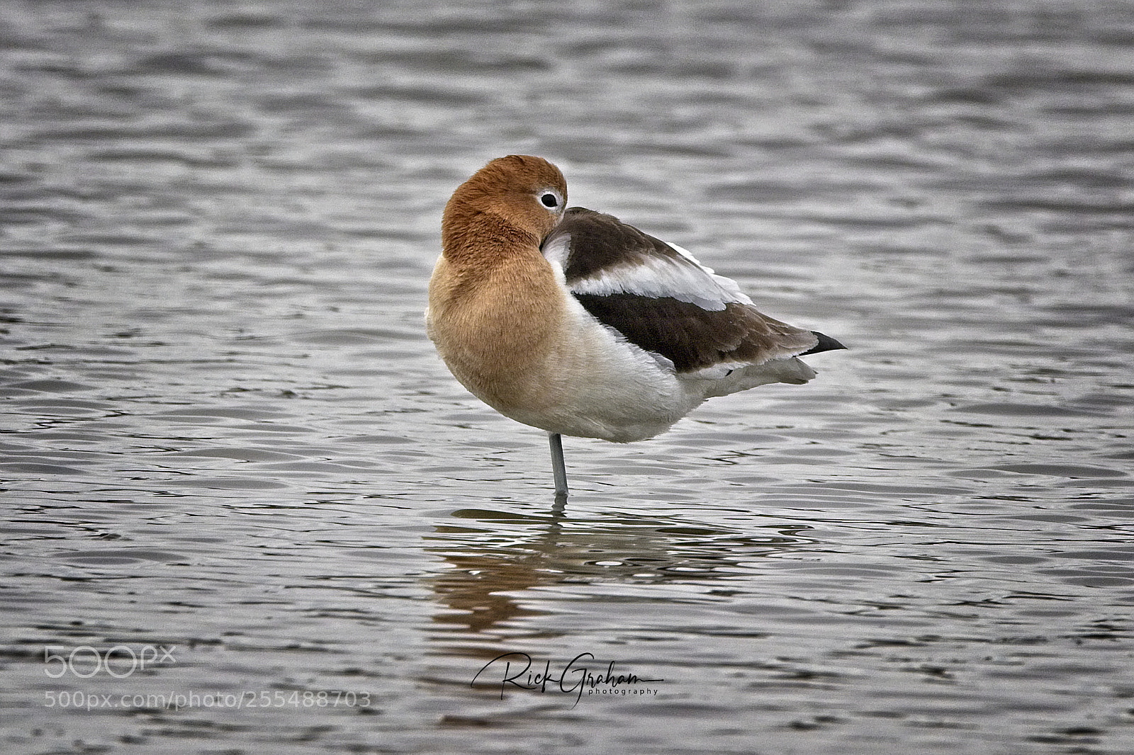 Canon EOS 80D sample photo. American avocet resting photography