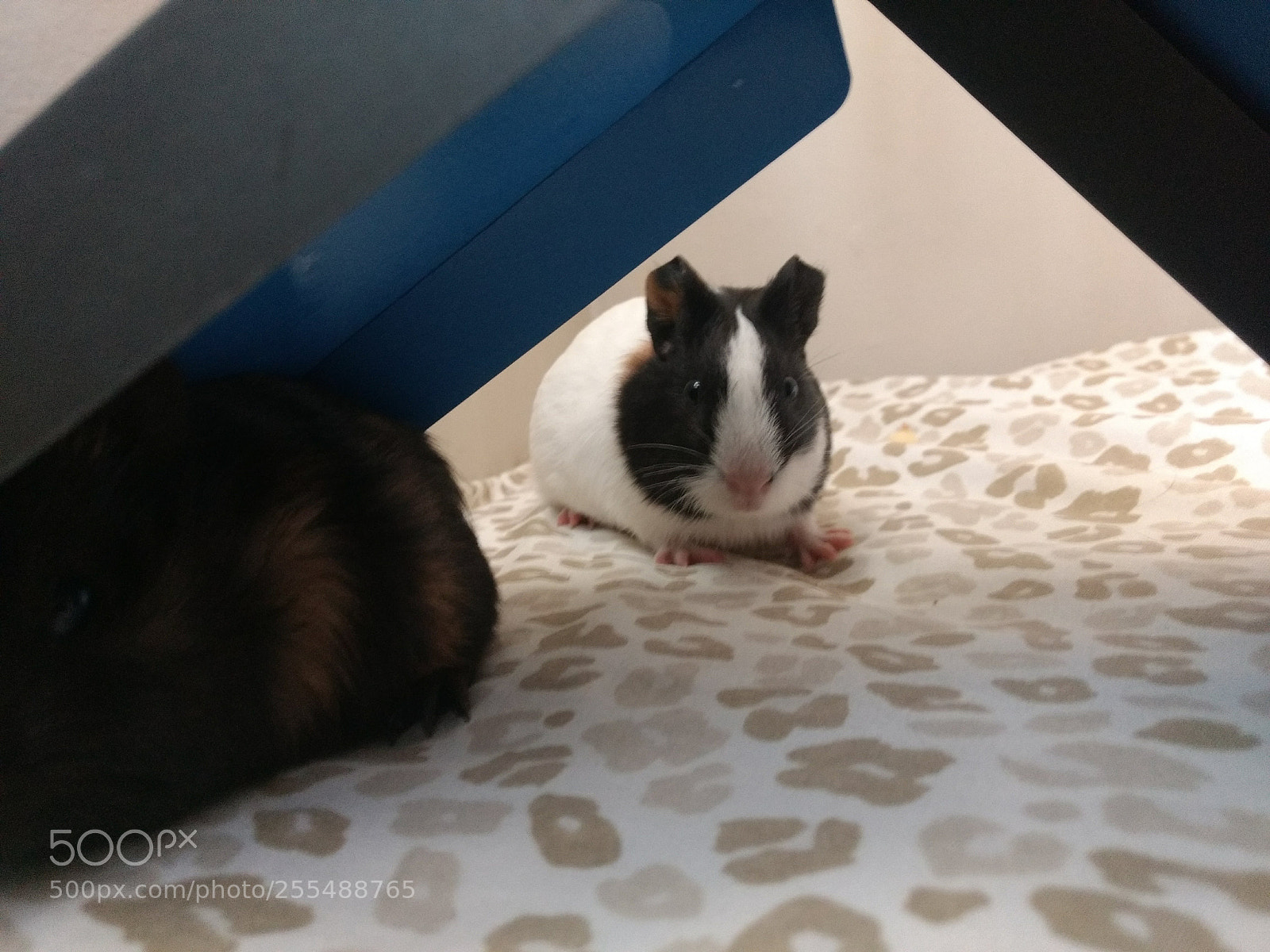 Motorola Moto G (4) sample photo. Pets photography