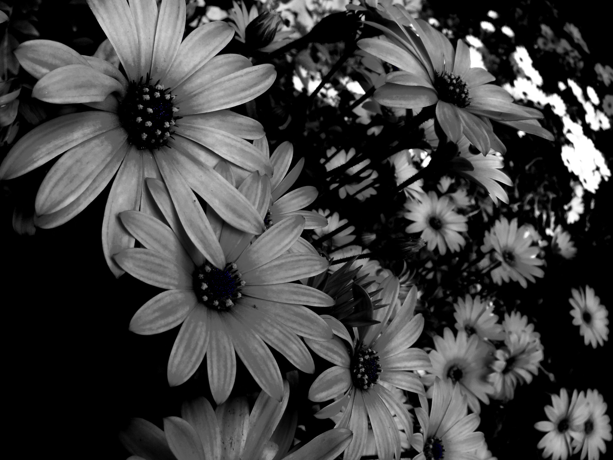 Pentax Q-S1 sample photo. Sincronía floral photography