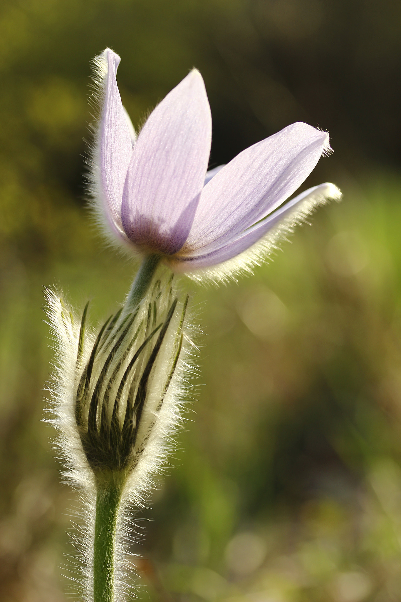 Canon EF-S 60mm F2.8 Macro USM sample photo. Pulsatilla photography