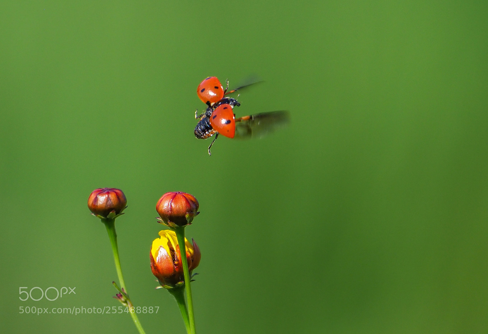 Olympus OM-D E-M1 Mark II sample photo. Ladybug photography