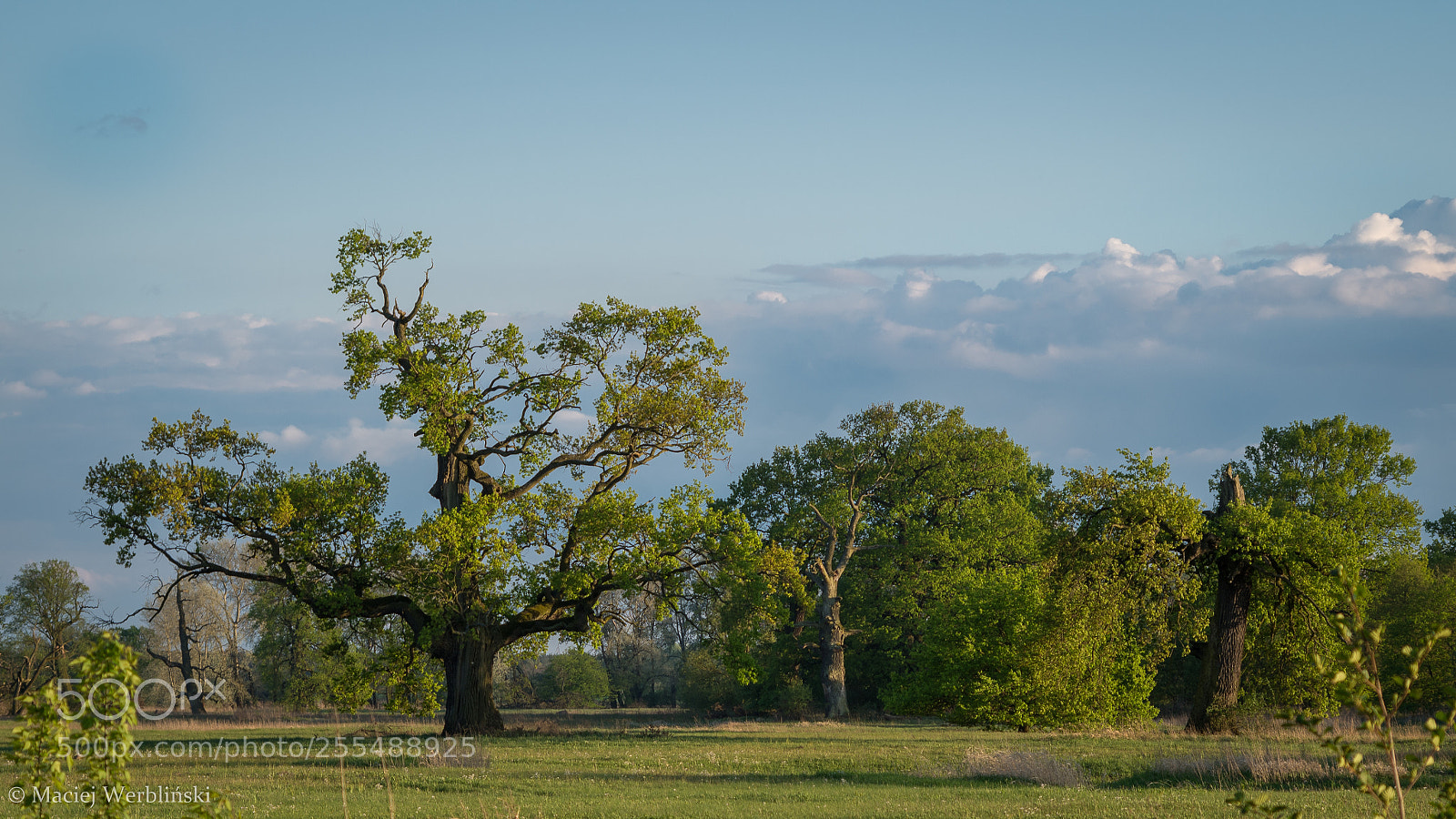 Pentax K-50 sample photo. Spring in rogalin photography