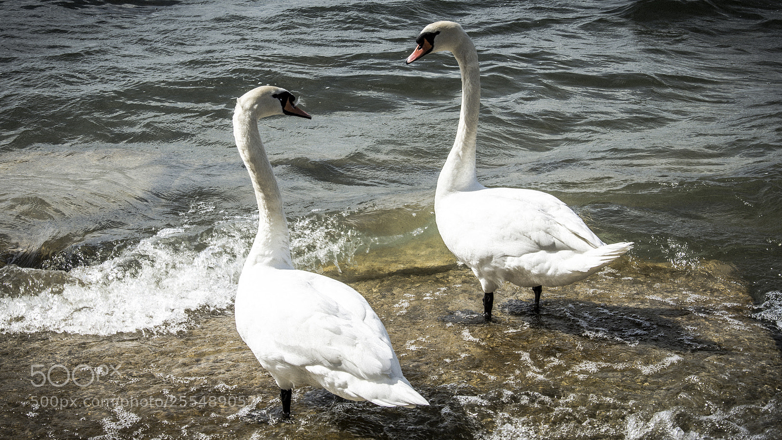 Nikon D7200 sample photo. Lac leman photography