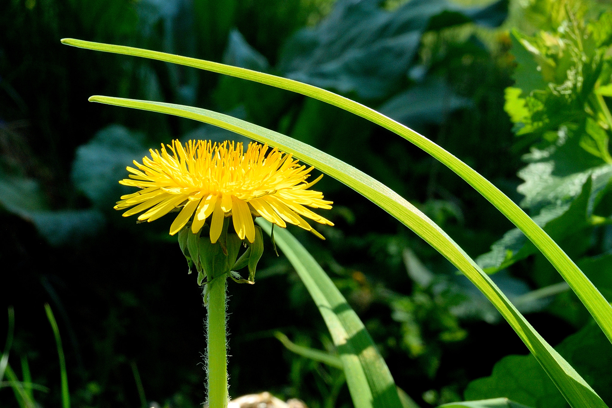 Nikon D200 sample photo. Dandelion photography