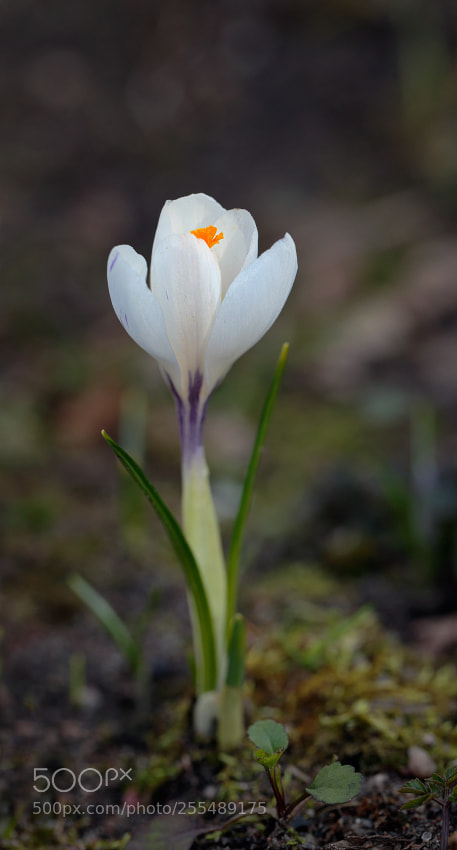 Canon EOS 6D sample photo. Proud photography