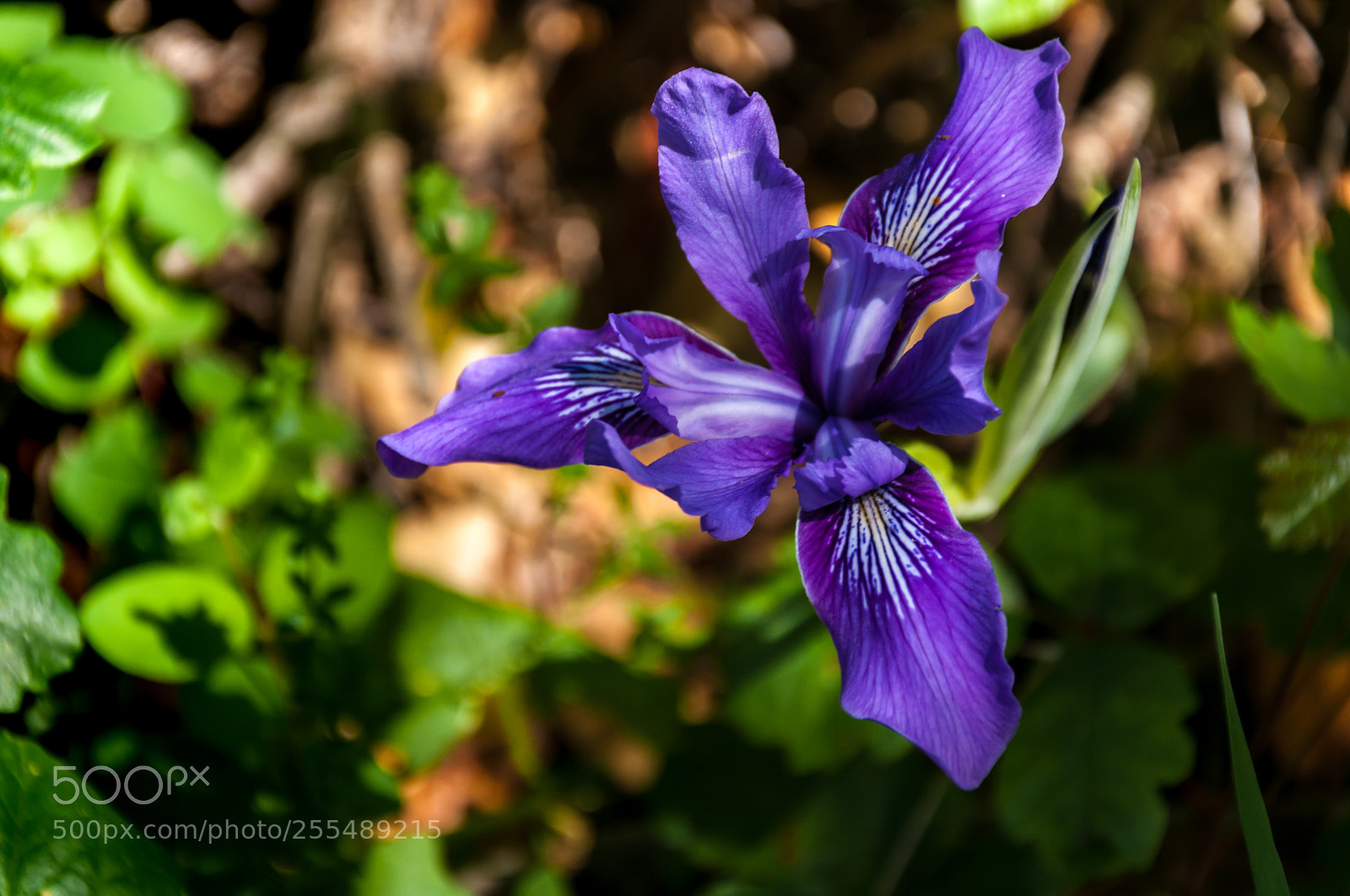 Nikon D90 sample photo. Dwarf iris photography
