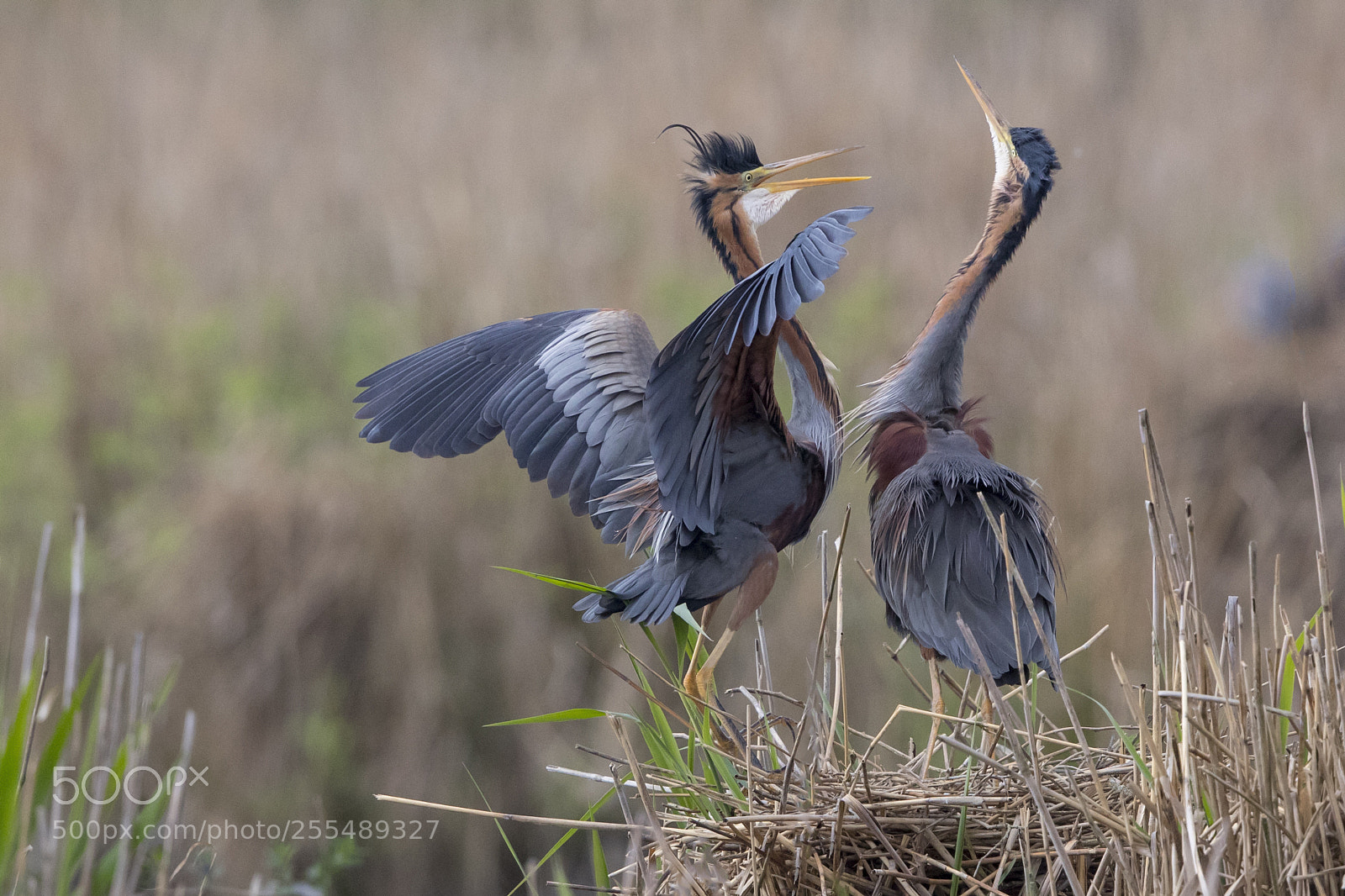 Canon EOS-1D X Mark II sample photo. Purple heron photography