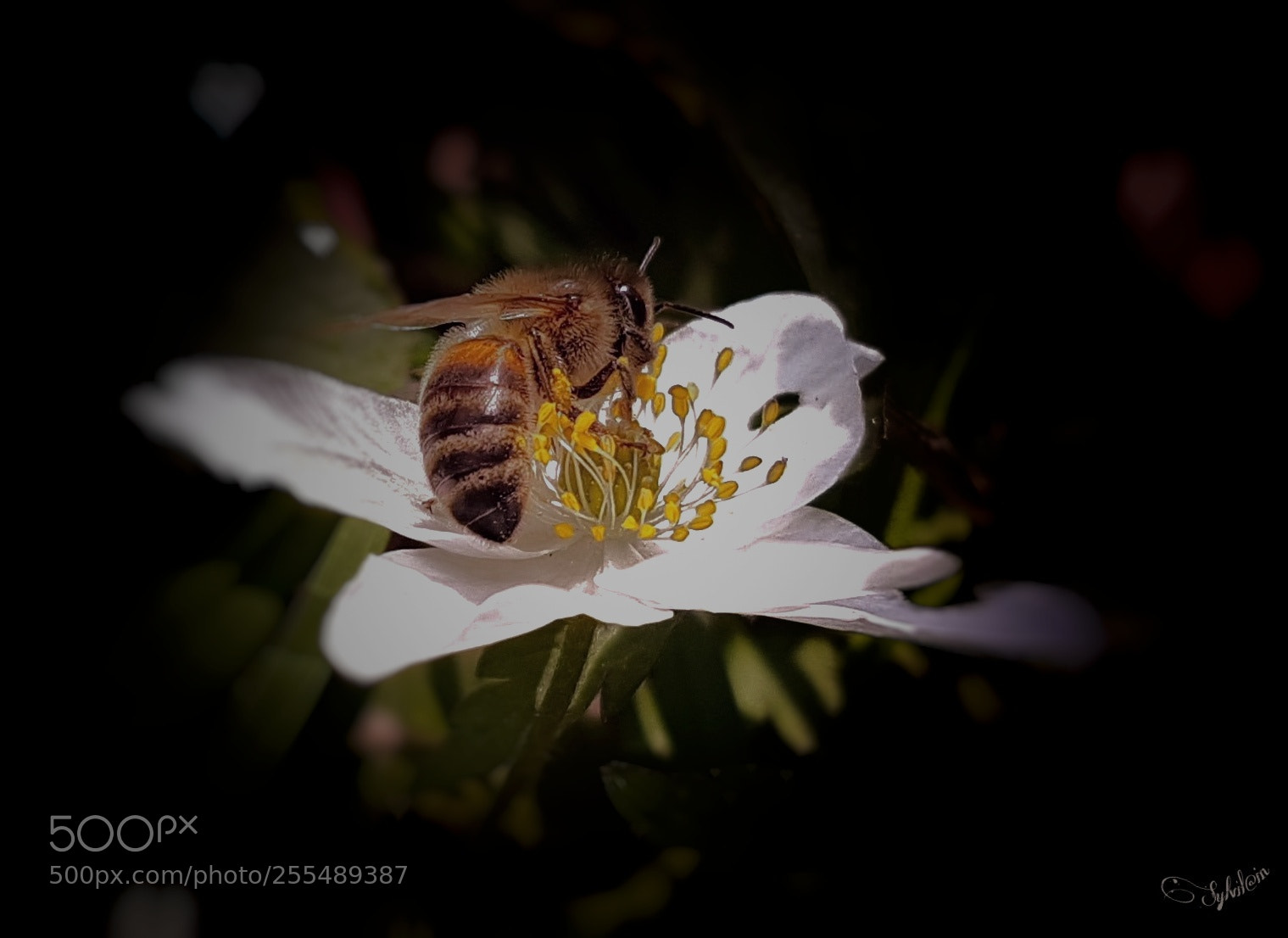 Samsung Galaxy S7 Edge sample photo. Abeille photography