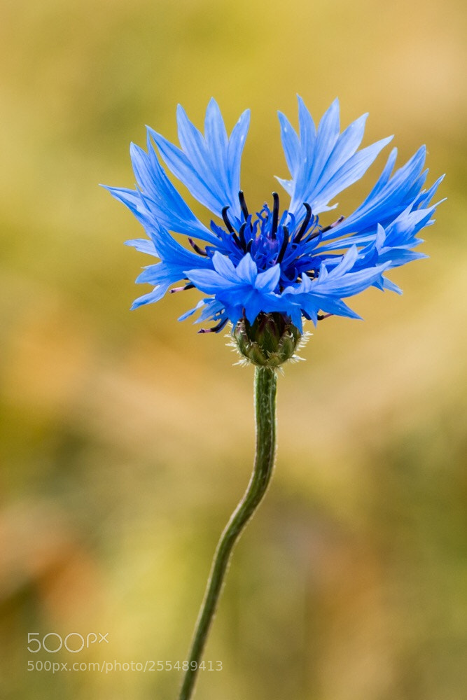 Nikon D800 sample photo. Cornflower photography