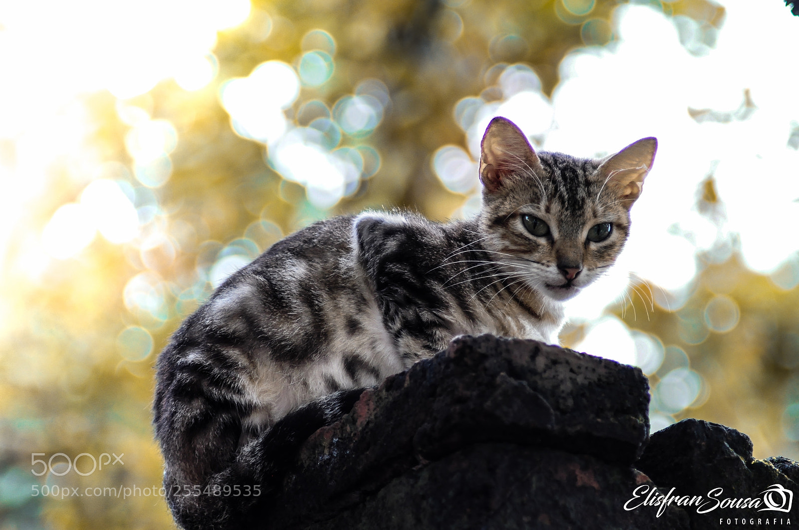 Nikon D5000 sample photo. Felinos photography