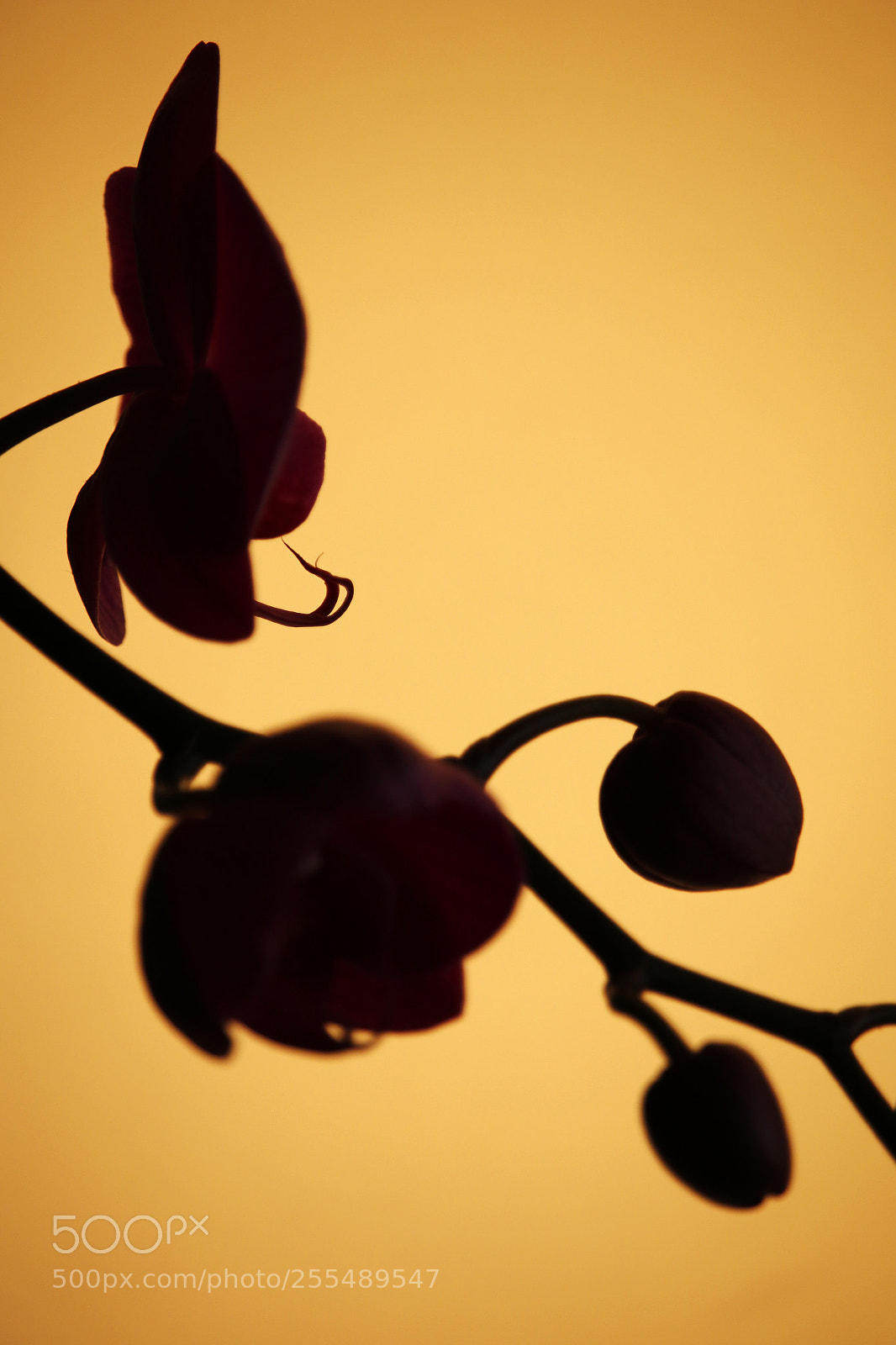 Canon EOS 70D sample photo. Orchidea silhouette photography