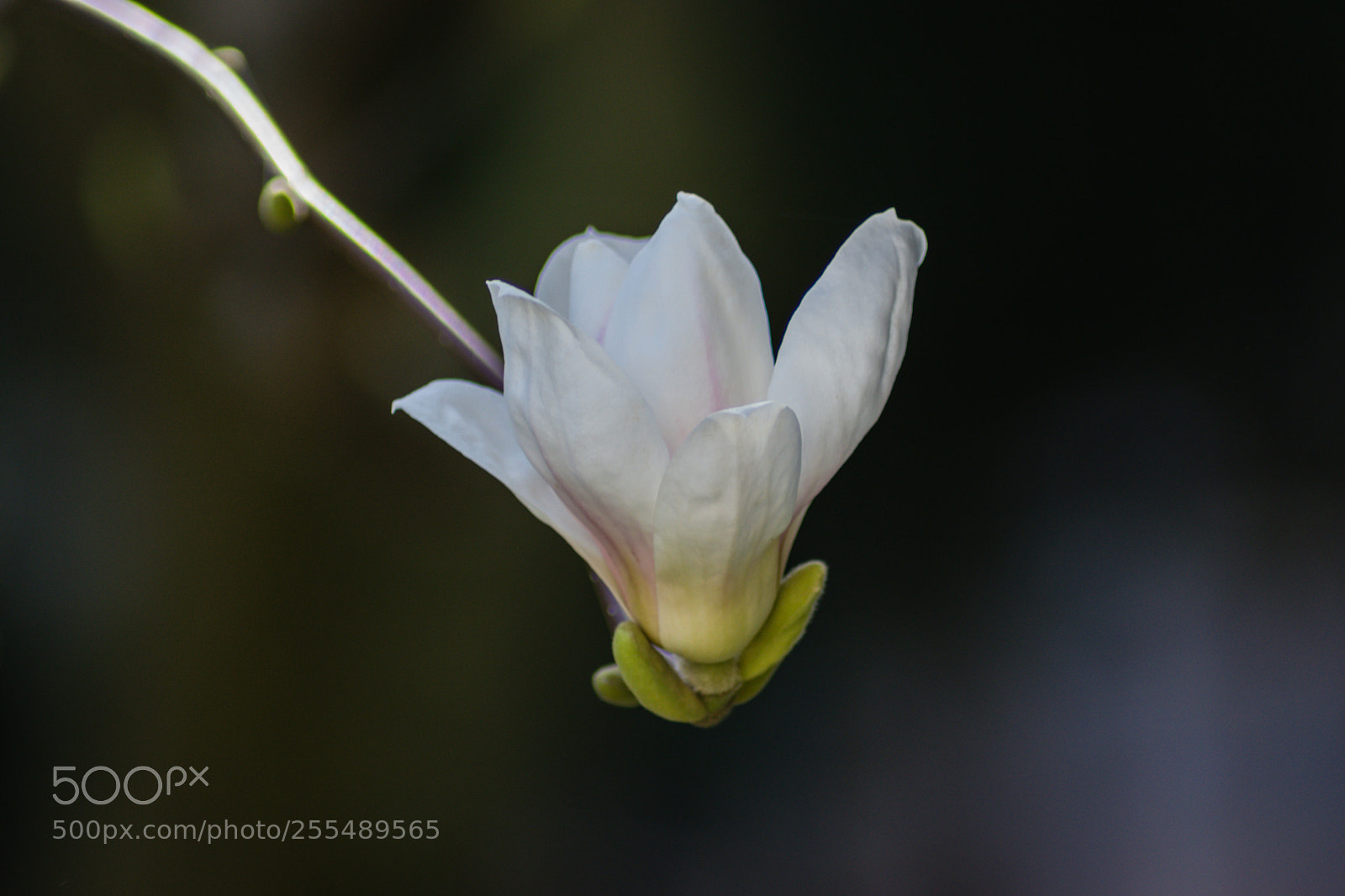 Nikon D5300 sample photo. Mystery magnolia photography