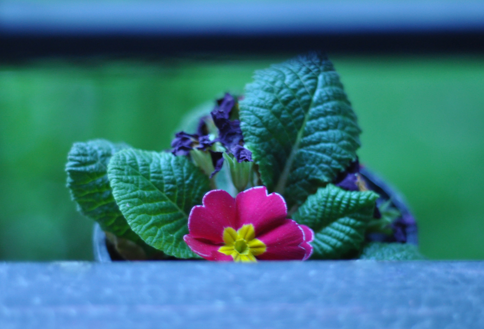 Nikon D90 + Nikon AF Nikkor 50mm F1.8D sample photo. Flower photography