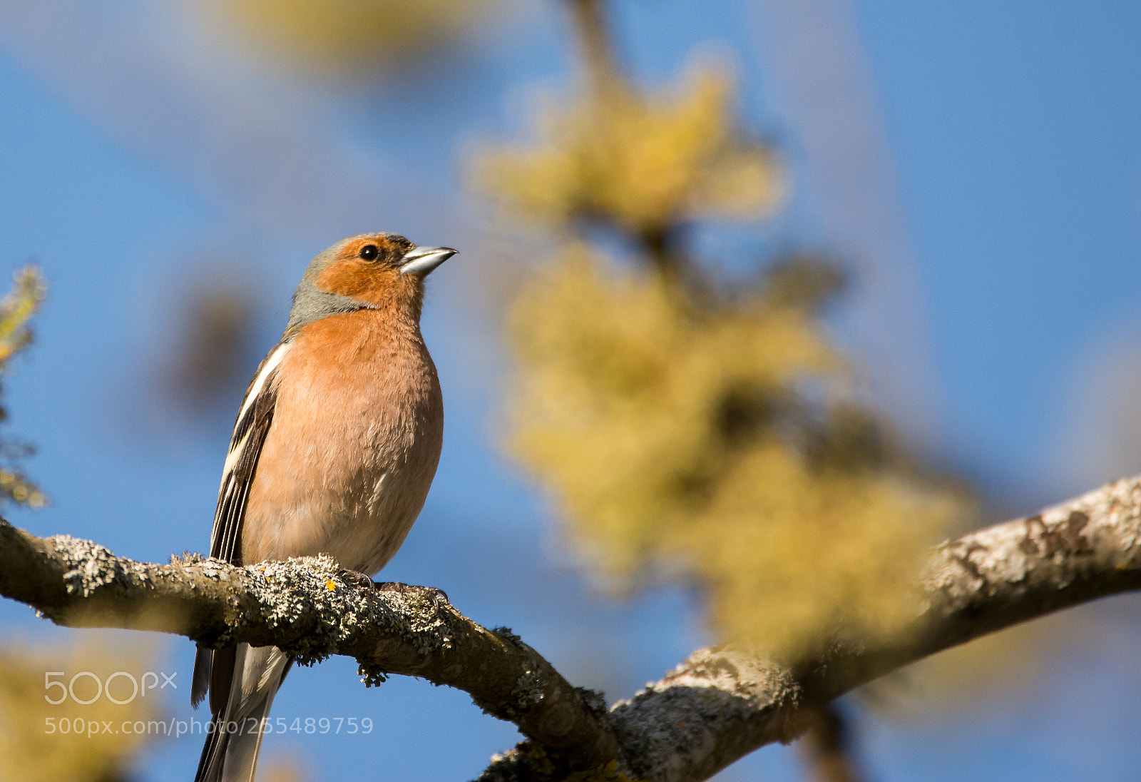 Nikon D7100 sample photo. Fringilla coelebs - pinson photography