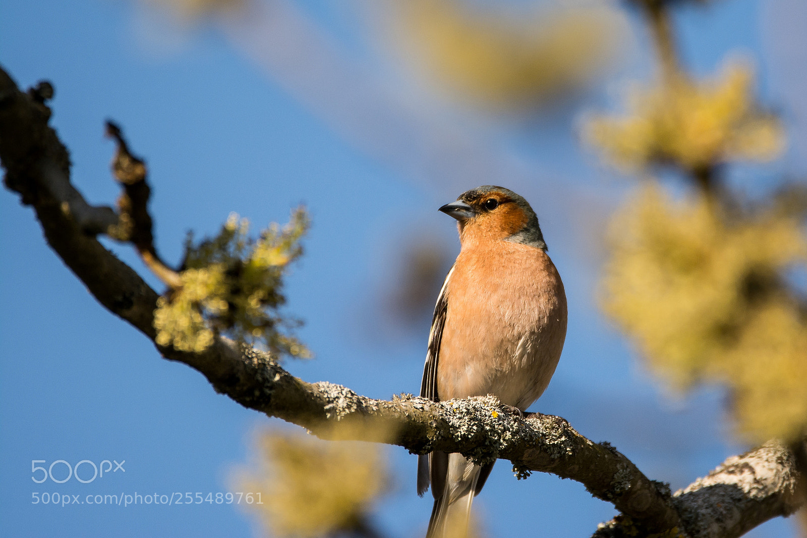 Nikon D7100 sample photo. Fringilla coelebs - pinson photography