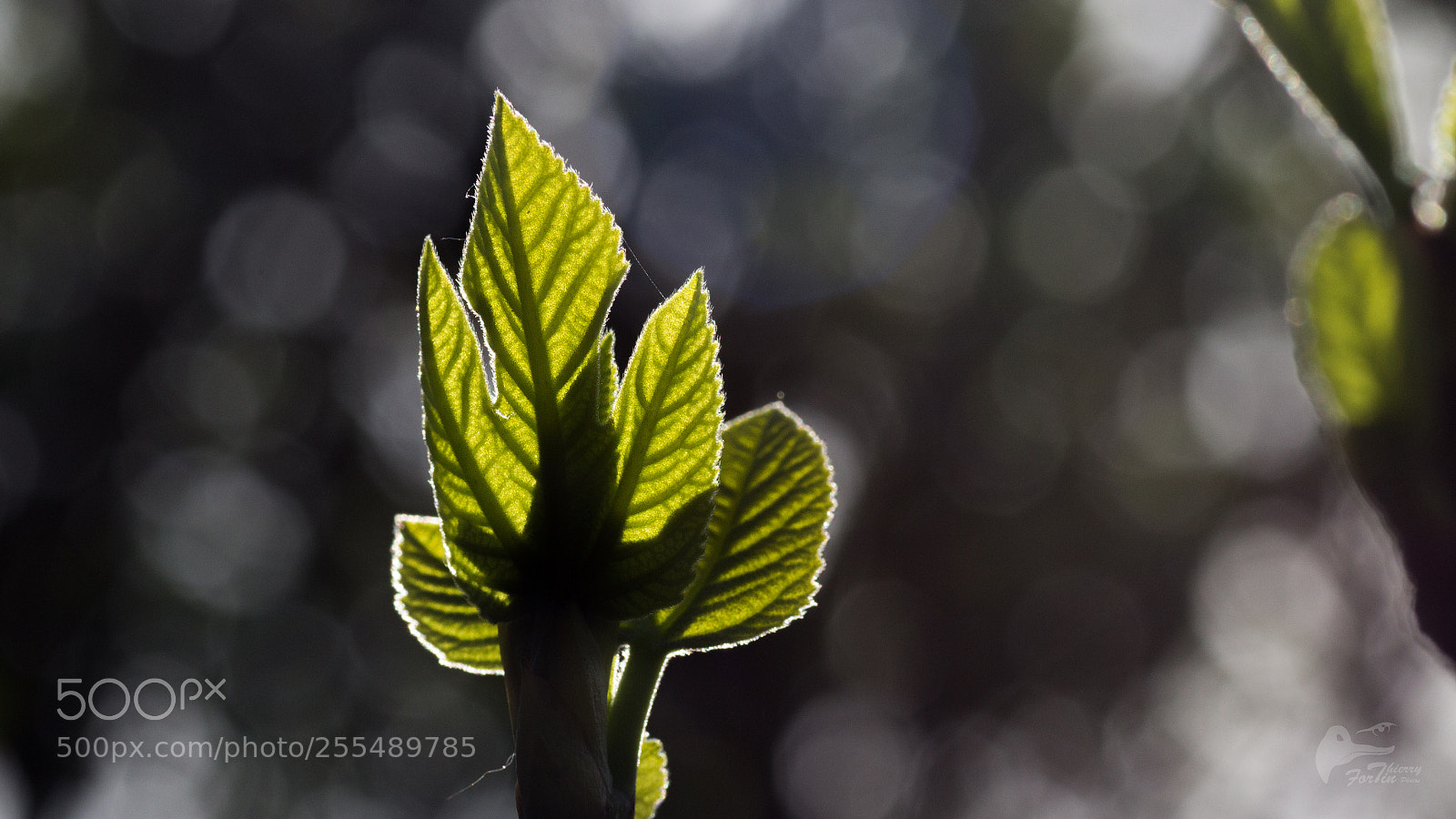 Canon EOS 700D (EOS Rebel T5i / EOS Kiss X7i) sample photo. Feuille photography