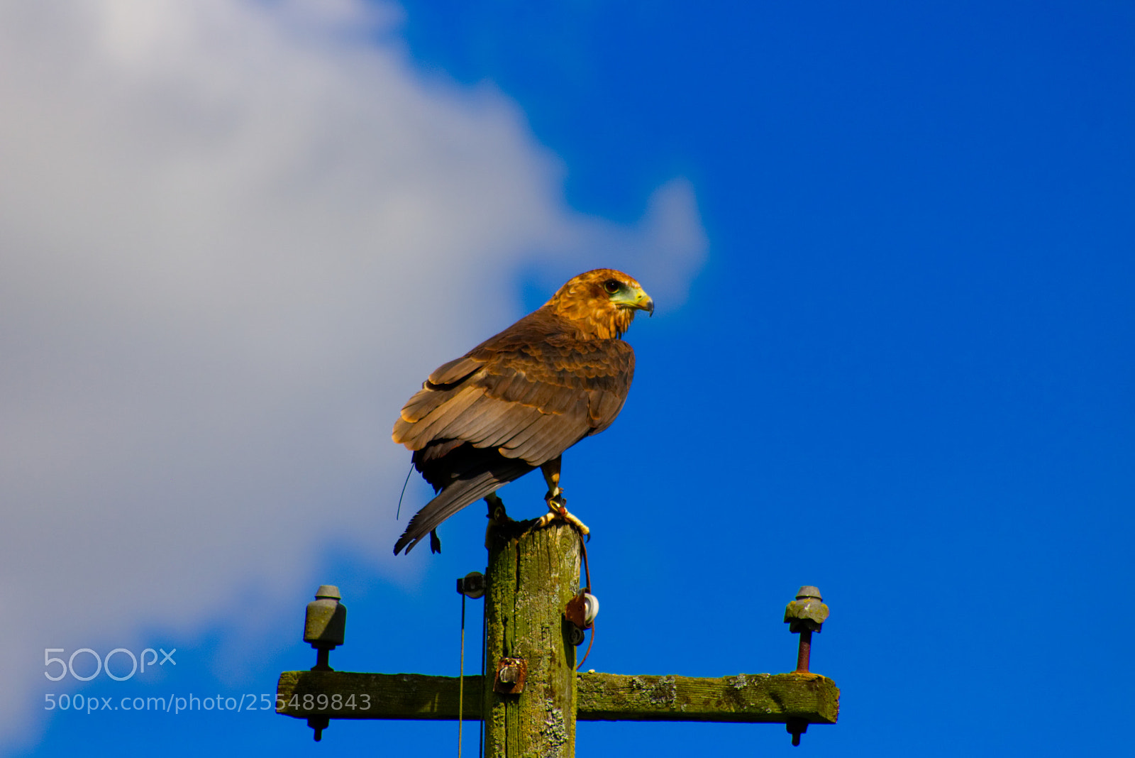 Canon EOS 750D (EOS Rebel T6i / EOS Kiss X8i) sample photo. Bird of prey photography