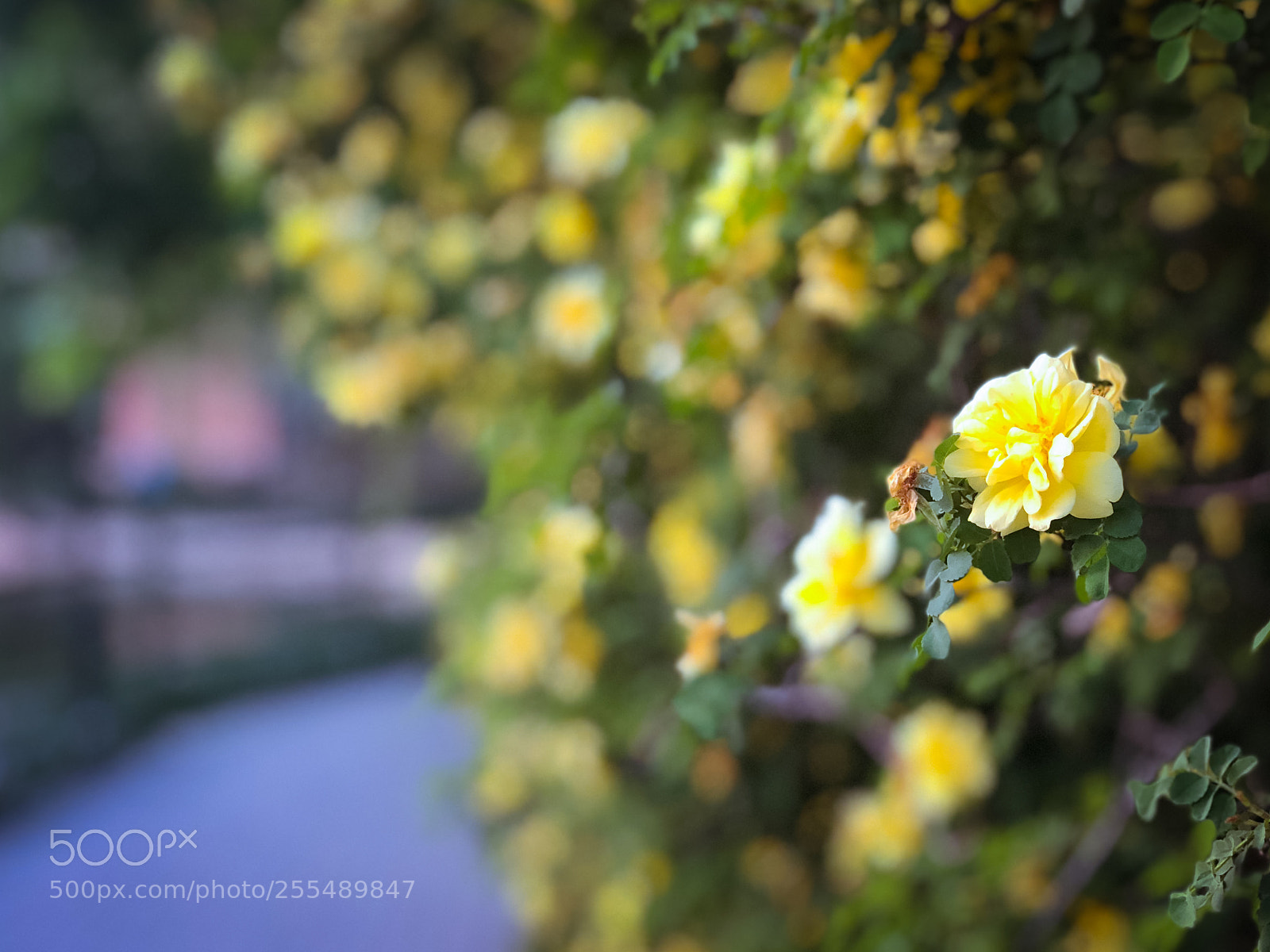 Apple iPhone 8 Plus sample photo. 路 photography