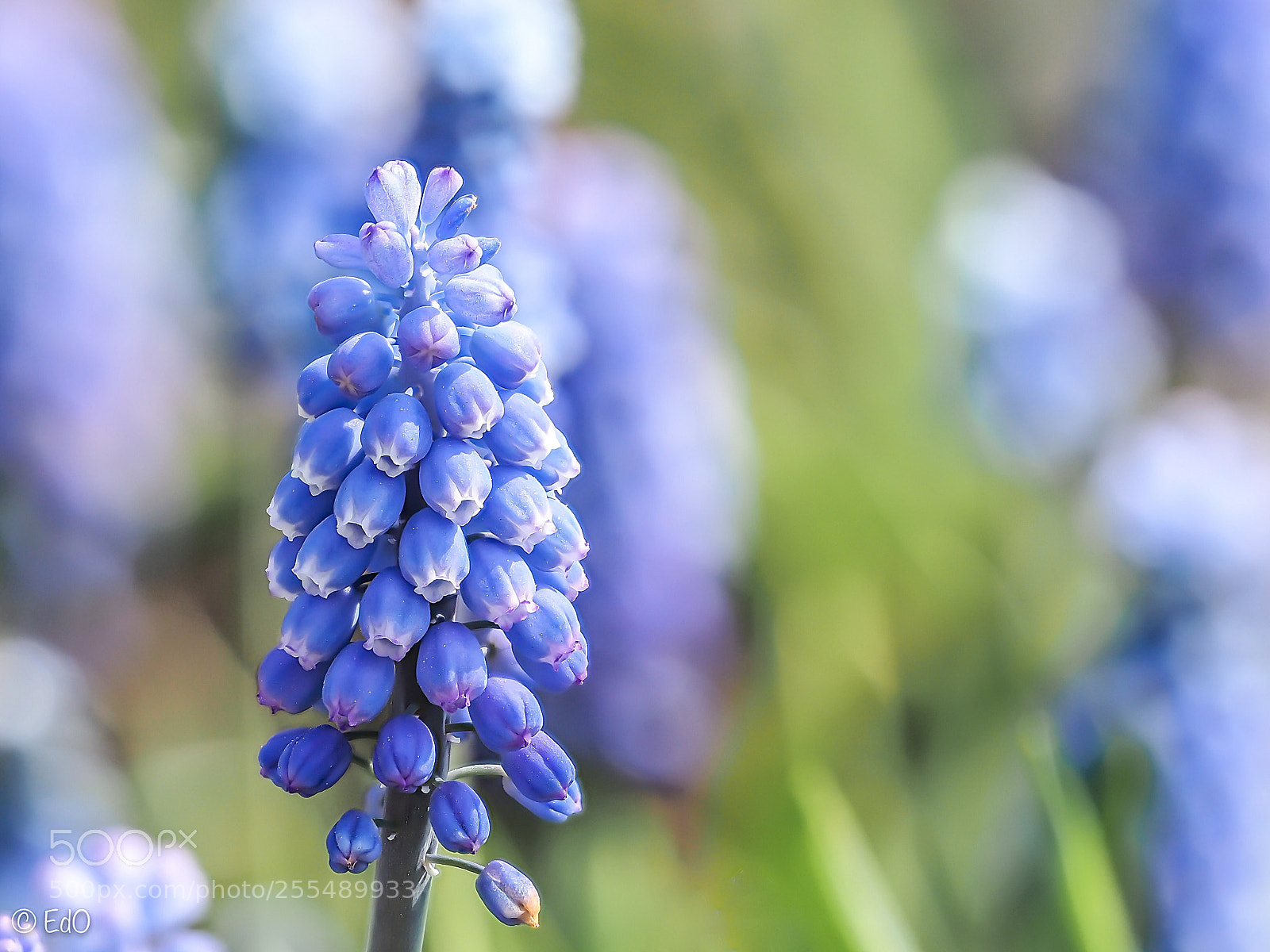Olympus OM-D E-M1 Mark II sample photo. Muscari photography