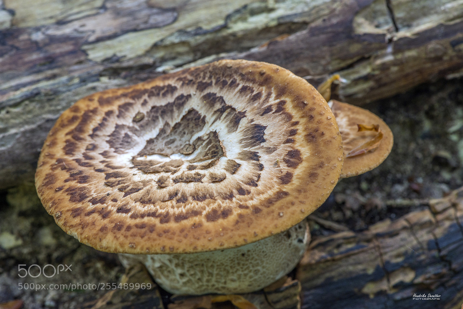 Nikon D800 sample photo. Mushroom in the forest photography