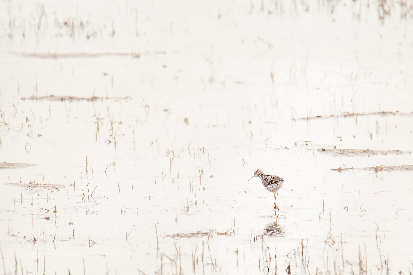 Canon EOS 6D sample photo. Yellowlegs, late afternoon. photography