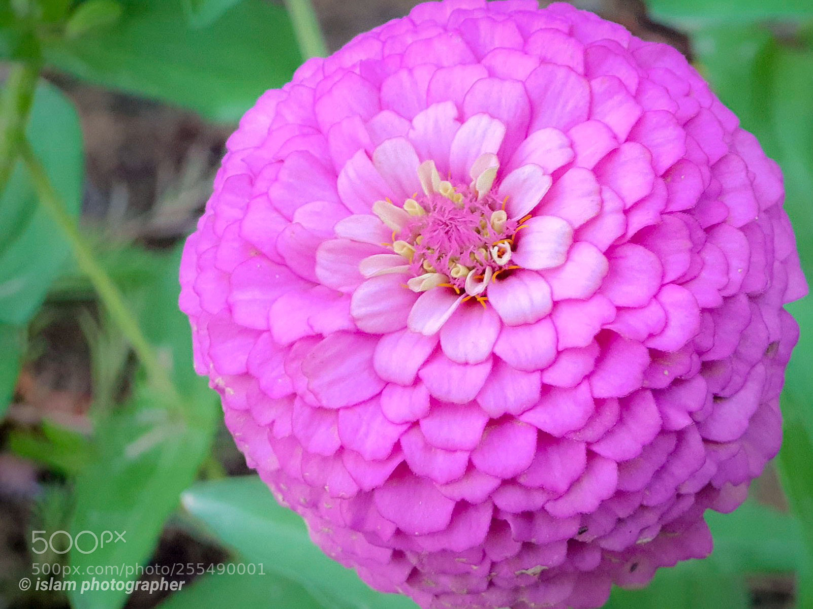 Samsung Galaxy S9+ sample photo. Pink in macro photography