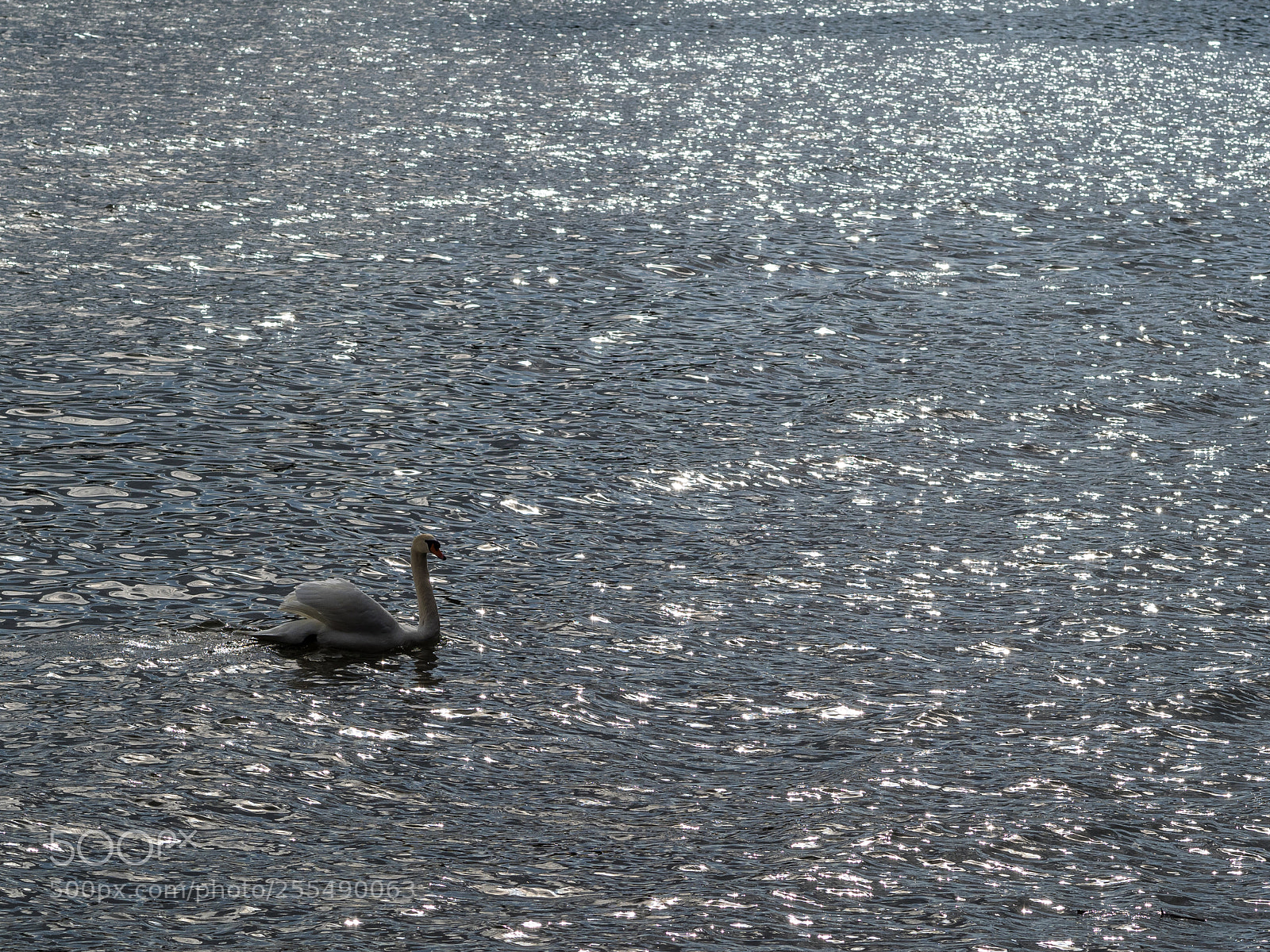 Olympus OM-D E-M1 sample photo. Swan 3 photography