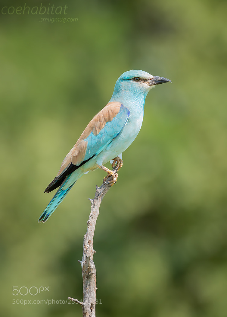 Nikon D800 sample photo. European roller photography