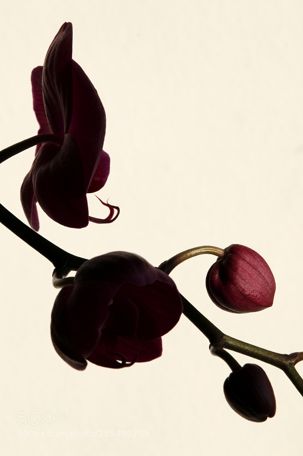 Canon EOS 70D sample photo. Orchidea photography