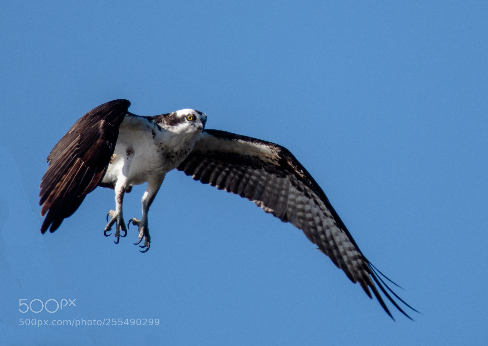 Nikon D850 sample photo. Osprey in flight! photography
