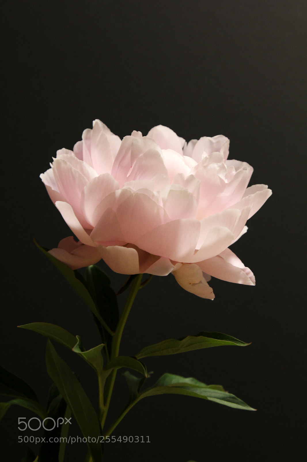 Canon EOS 60D sample photo. Peony photography