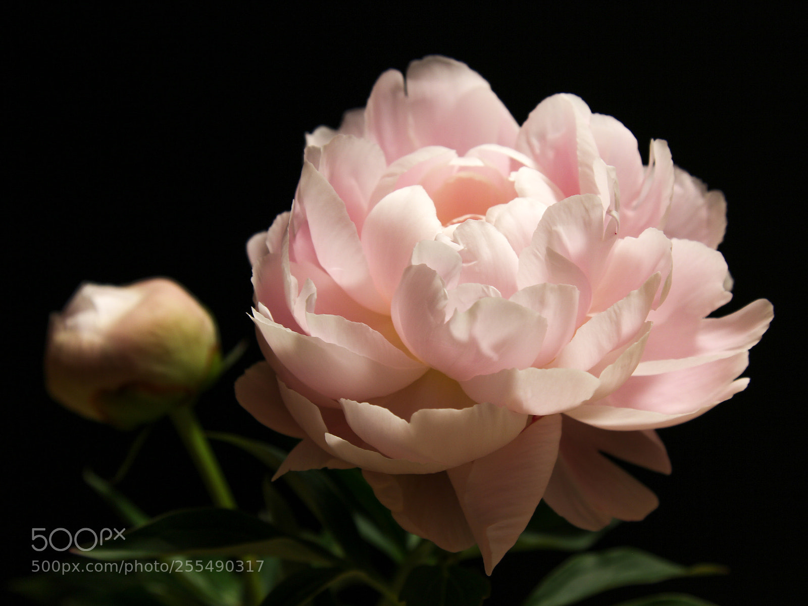 Canon EOS 60D sample photo. Peony photography