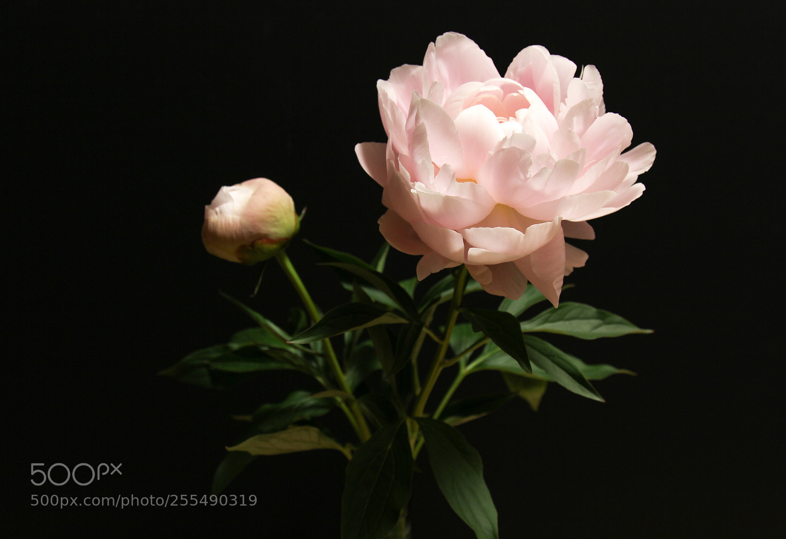 Canon EOS 60D sample photo. Peony photography