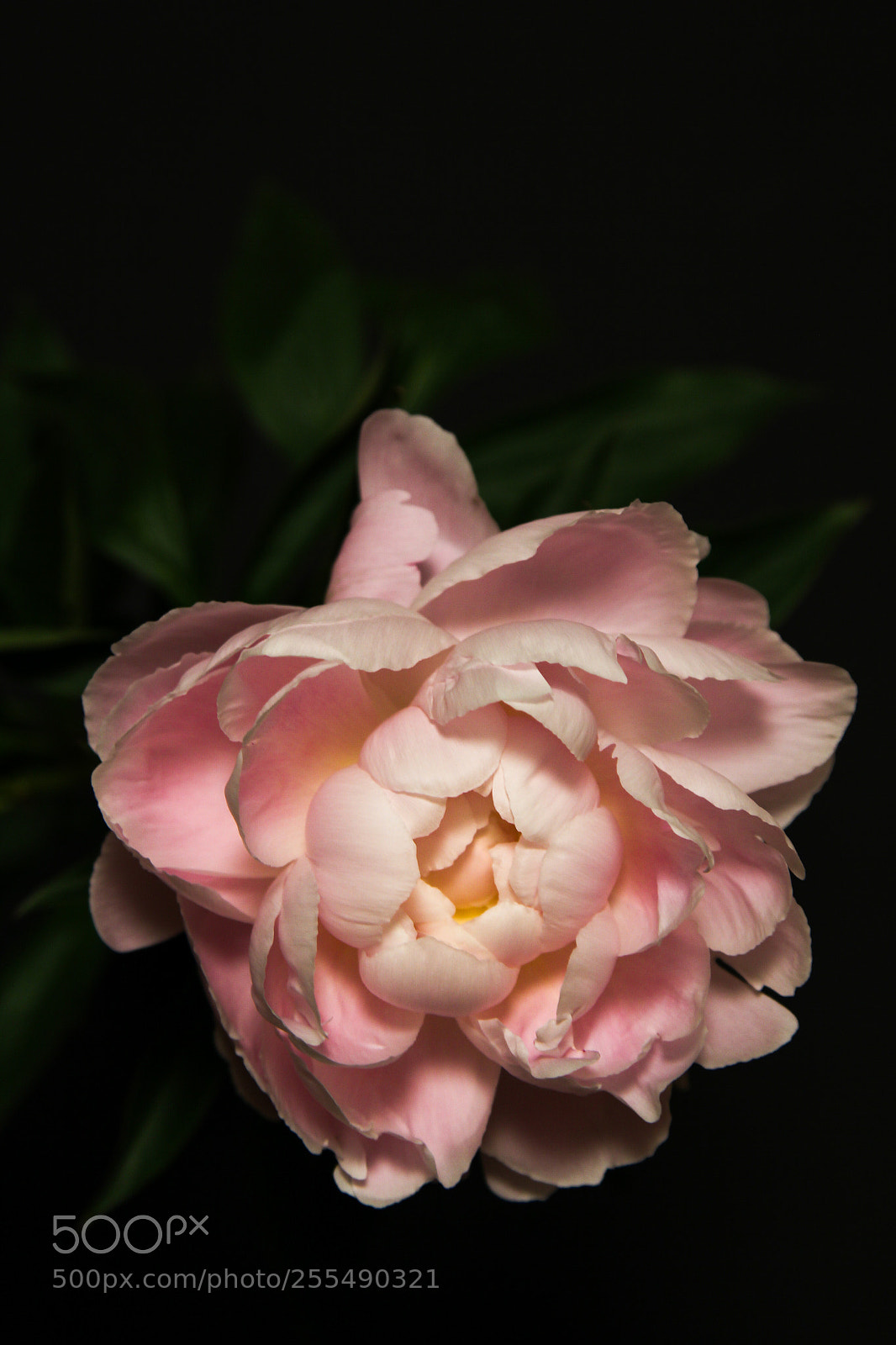 Canon EOS 60D sample photo. Peony photography