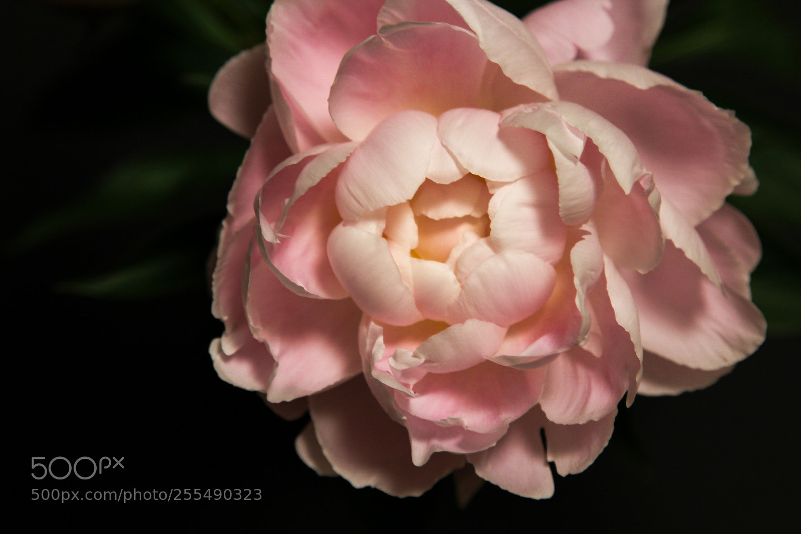 Canon EOS 60D sample photo. Peony photography