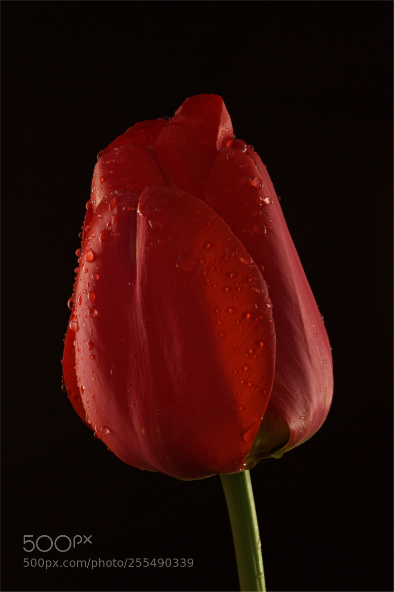 Canon EOS 60D sample photo. A wet day in photography