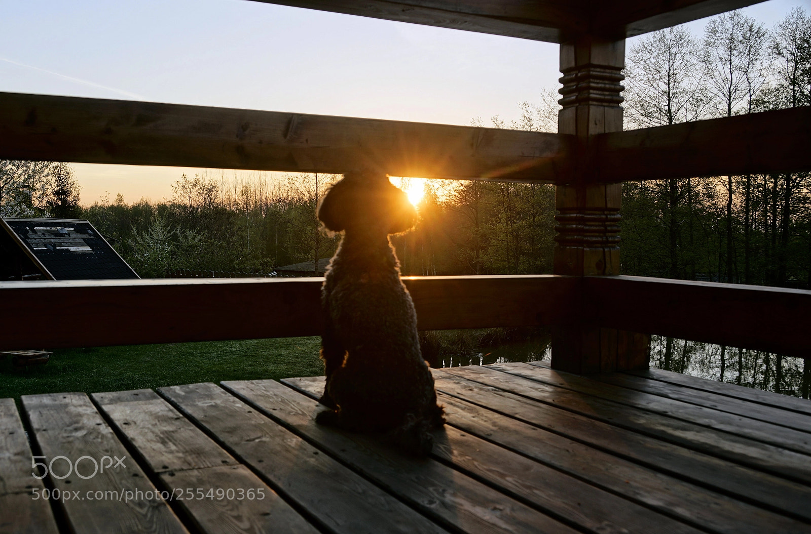 Sony SLT-A77 sample photo. A dog who was photography