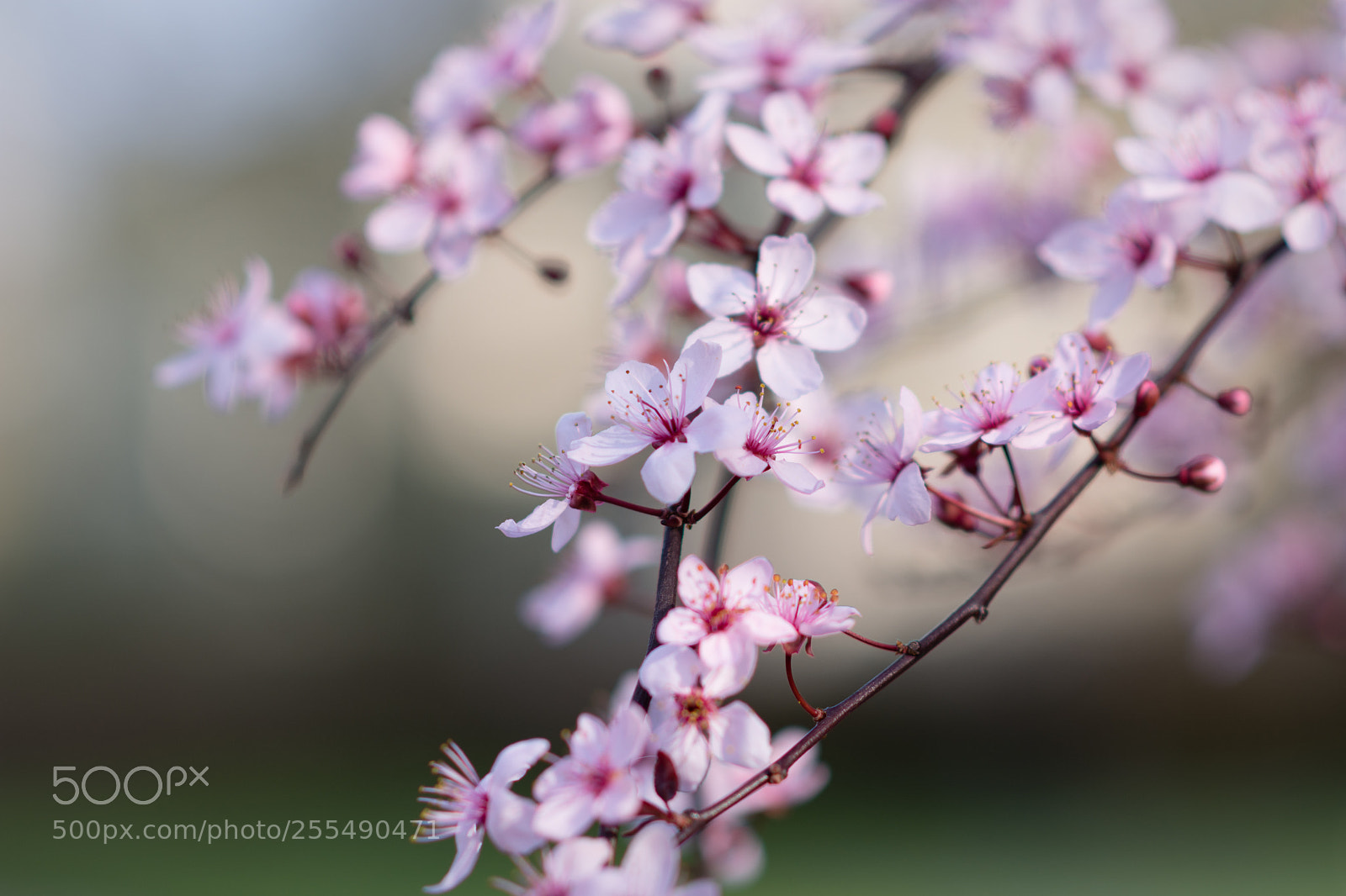 Nikon D7200 sample photo. Spring is here (2) photography