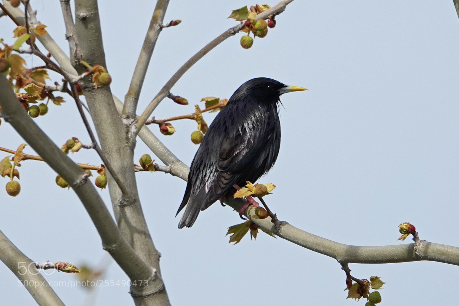 Sony Cyber-shot DSC-RX10 IV sample photo. Spotless starling sturnus unicolor photography