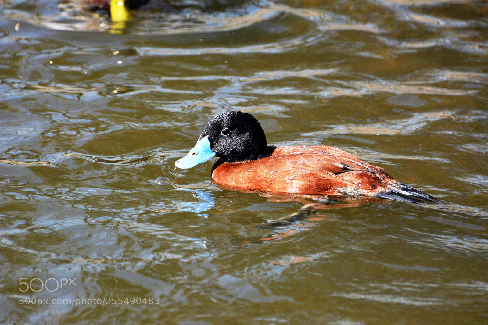 Nikon D7100 sample photo. Maccoa duck photography