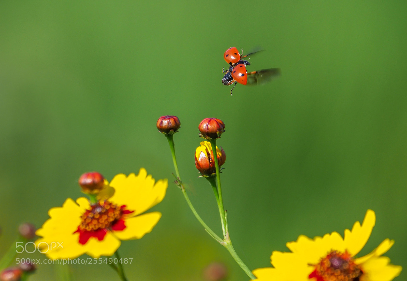 Olympus OM-D E-M1 Mark II sample photo. Ladybug photography