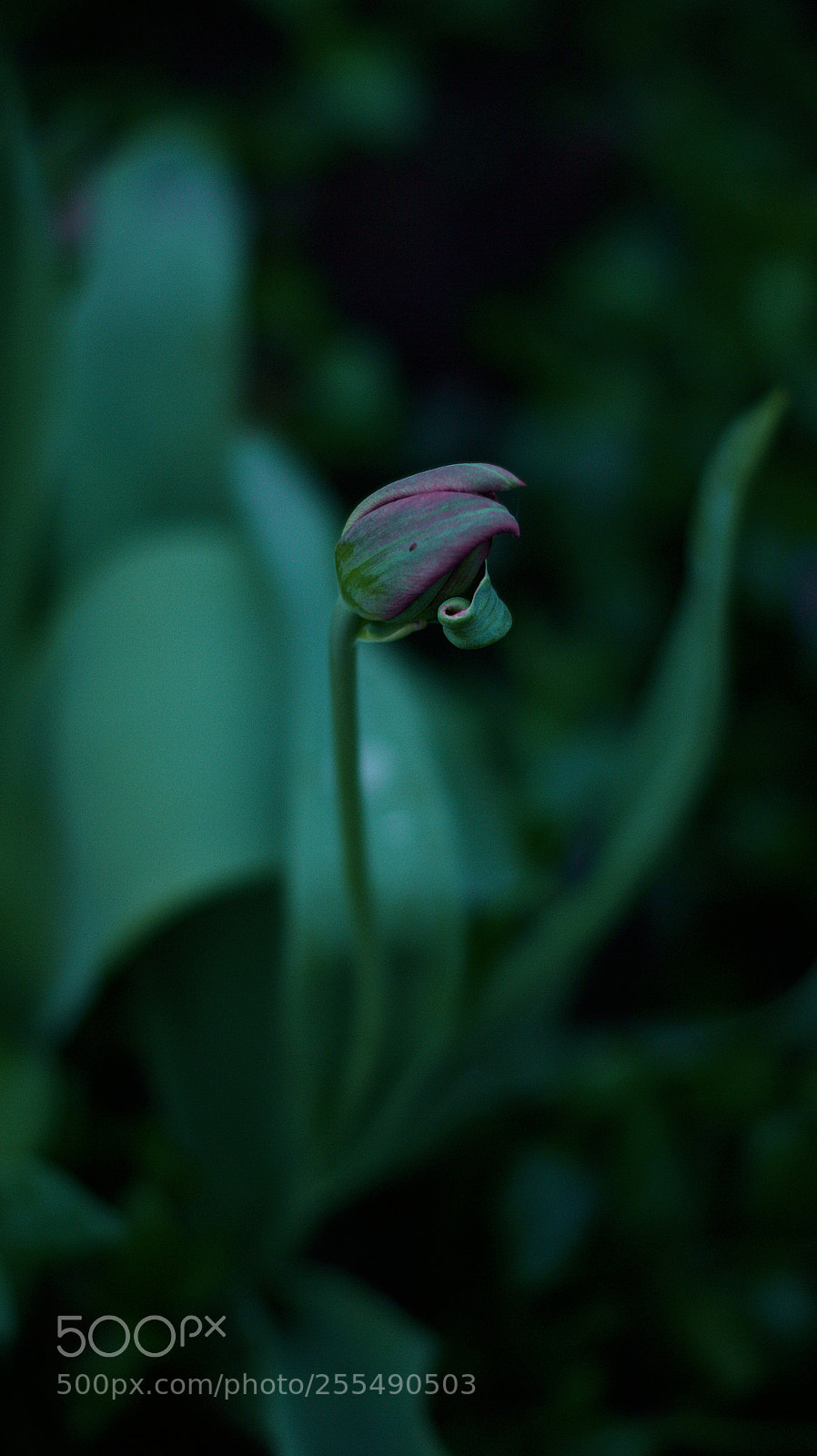 Sony Alpha DSLR-A390 sample photo. Tulip photography