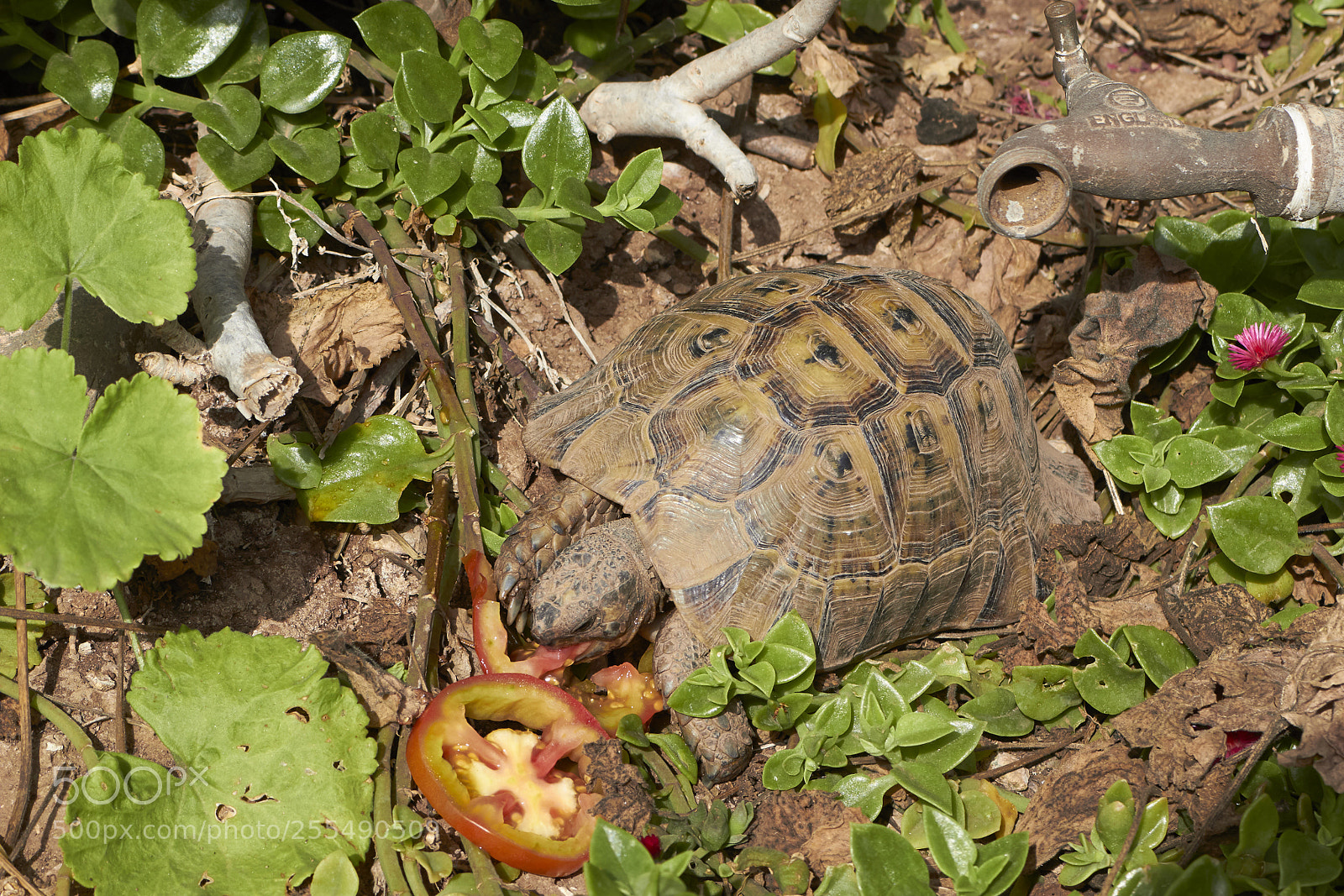 Canon EOS 100D (EOS Rebel SL1 / EOS Kiss X7) sample photo. Turtle eating tomato photography